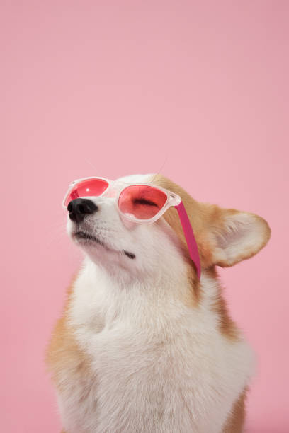 istock Corgi wearing sunglasses on pink background 2202738447