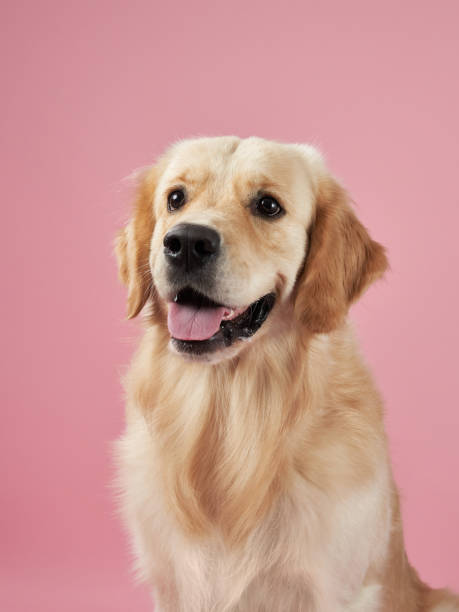 istock Golden Retriever looking cheerful on pink background 2202738465