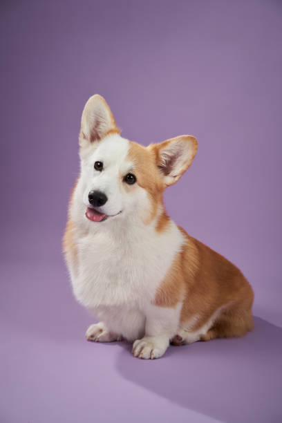 istock Corgi sitting with curious expression on purple background 2202738469