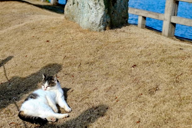 A peaceful moment of a stray cat basking in the warm sunlight on a grassy patch near a body of water. The cat appears content and relaxed, enjoying the serene outdoor environment. Shadows cast on the dry grass enhance the tranquil atmosphere of this idyllic setting.