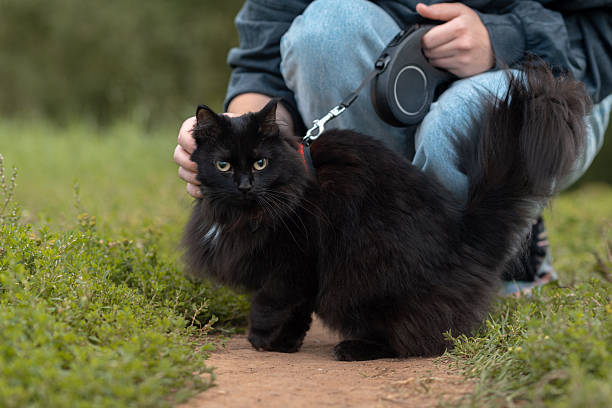 istock black cat walks in park 2202740117