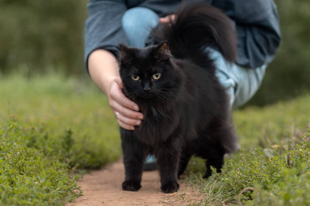 istock black cat walks in park 2202740118