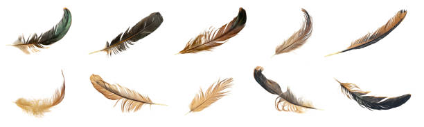 istock Set of hen and rooster feathers 2202742355