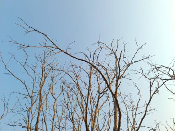 The nature background using put text or document .Trees in autumn