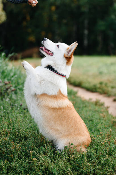 istock Corgi sits on trail in park 2202749341