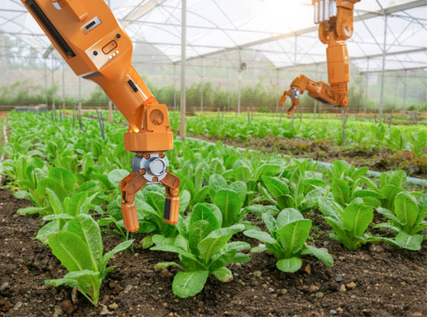 istock Robotic arm harvest lettuce in farm 2202749814