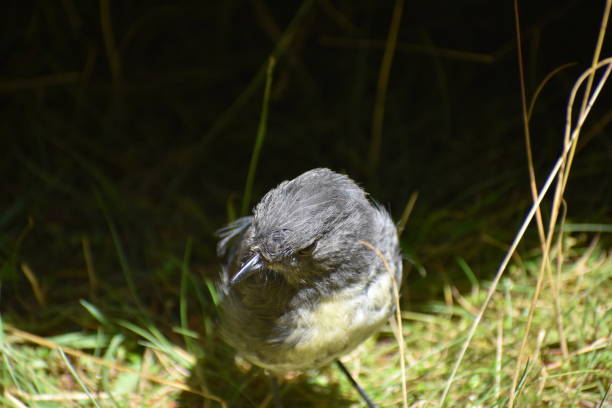 istock The New Zealand Robin 2202753846