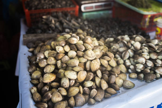 Fresh clams, Asian local fish market.\nPalawan Island - Philippines.