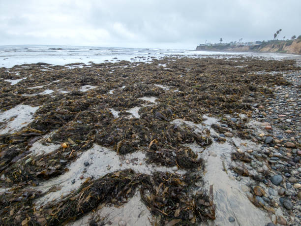 Kelp and other sea weeds at Tourmaline or Old Man's Surfing Park, northern end of Pacific Beach near South La Jolla State Marine Reserves, San Diego, CA