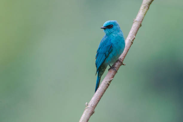 istock Verditer Flycatcher perched on branch 2202760387