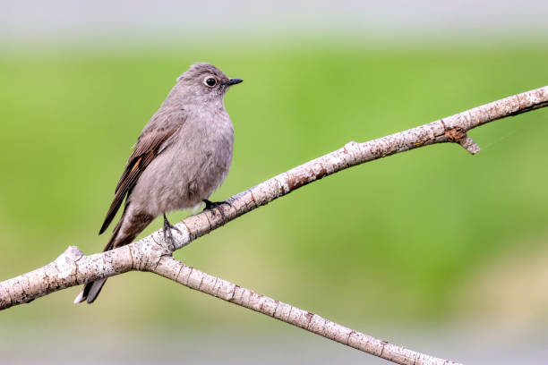 istock Townsend's Solitaire bird perched on a tree branch 2202764503