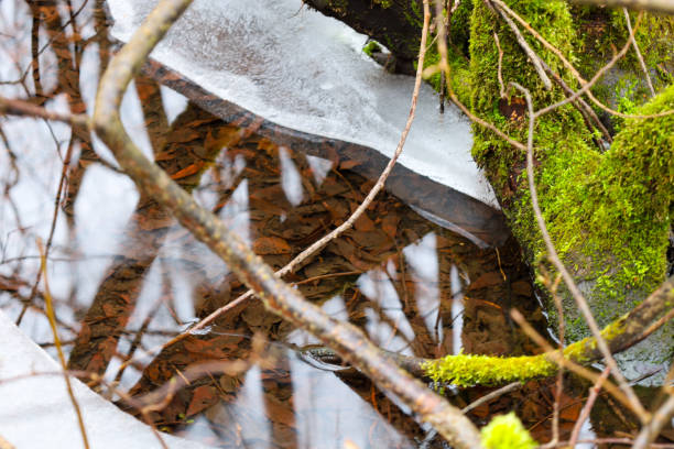 The water shows a reflection of fallen leaves, creating an interesting pattern. An ice line runs through the frame, dividing the water and moss. The moss has a bright green color and grows on a tree or stone.