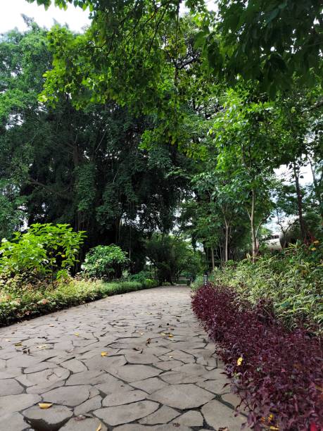 istock Green leaves in public park 2202770120
