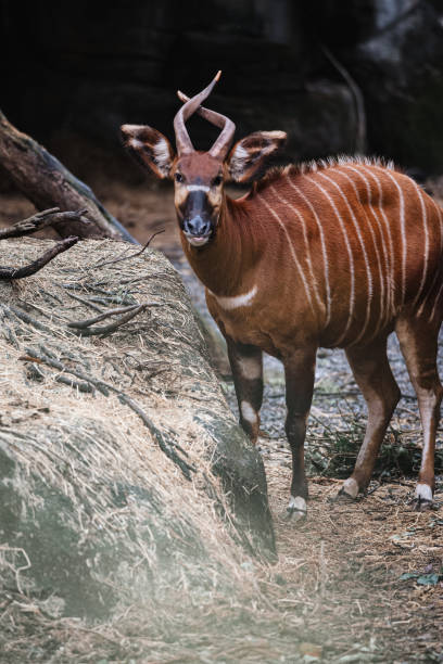 Antelope in the zoo