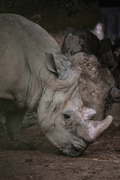 istock White rhino in the zoo 2202770532