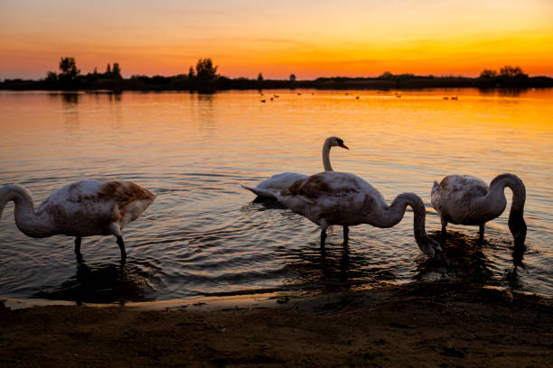 istock Swan family at shore, lake coast 2202772480