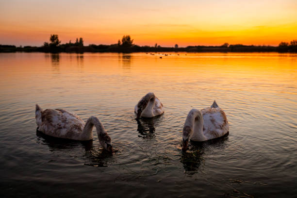 Swan family together are eating in shallow water at beautiful sunset, evening time over lake, calm water.