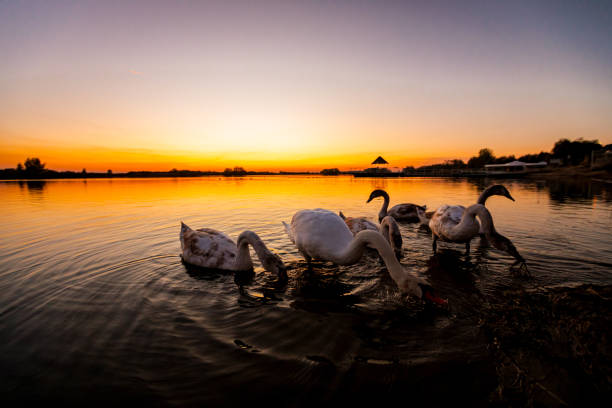 istock Swan family at shore, lake coast 2202772943