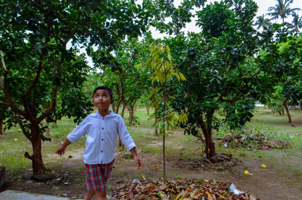 Children looking for Tamarinds on a tamarind tree in front of Angkor Wat at sunrise, Siem Reap, Cambodia. Grain visible.