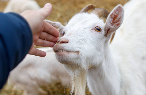A goat is being petted by a person. The goat has a white face and a white body