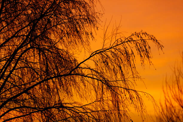 Beautiful sunset with the sun behind the clouds in the orange sky with tree silhouettes in the foreground.