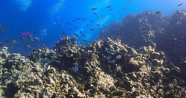 istock Beautiful coral reef scenery and landscape 2202773862