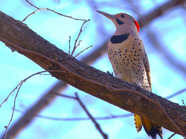 A Northern Flicker woodpecker perched on a tree branch against a clear blue sky.