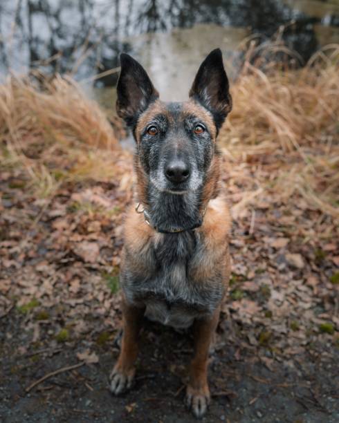 istock Belgian Malinois in the forest 2202774086