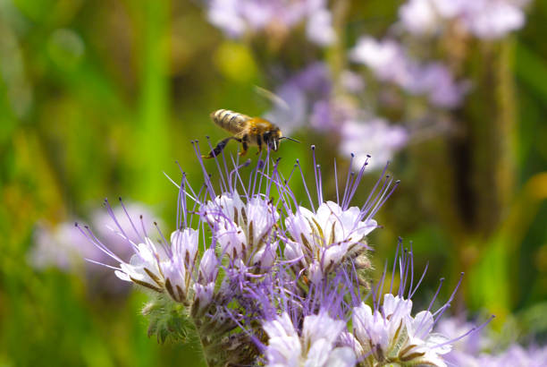 Phacelia is a wonderful honey plant and green manure.