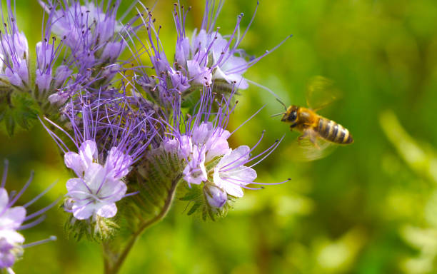 istock A bee collects nectar and pollen from phacelia flowers. 2202774290