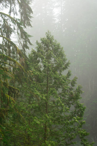 istock Tree in foggy forest 2202776133