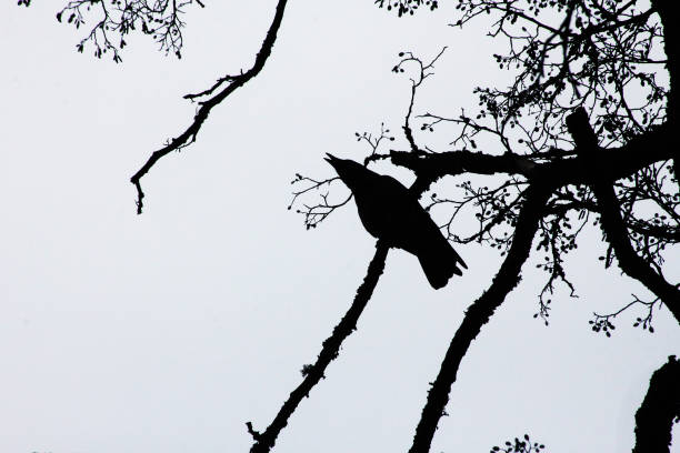Three black ravens silhouetted by a rising full moon sit on top of an old wooden fence on Halloween night.