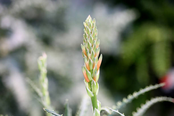 Beautiful blooming red cactus flowers. Close up of white cactus spines background in botanic garden