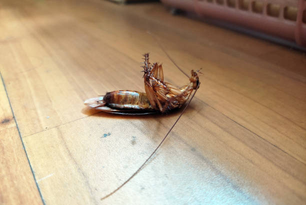 istock Dead Cockroach on Wooden Floor with Close-Up Details 2202777527