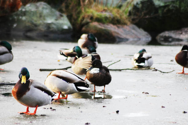 A hybrid duck amongst mallard ducks