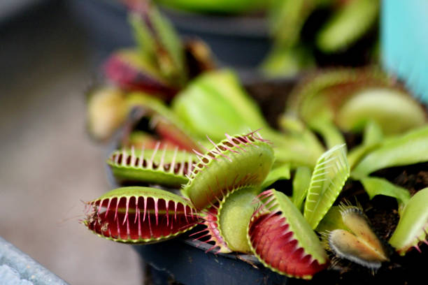 istock Carnivorous plant 2202777772