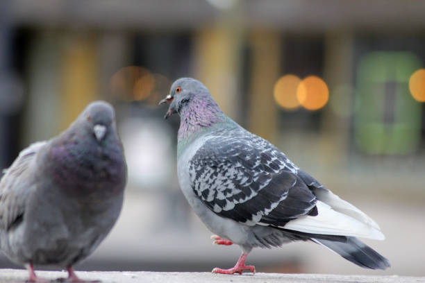 istock One dove talking loudly to another dove 2202778425