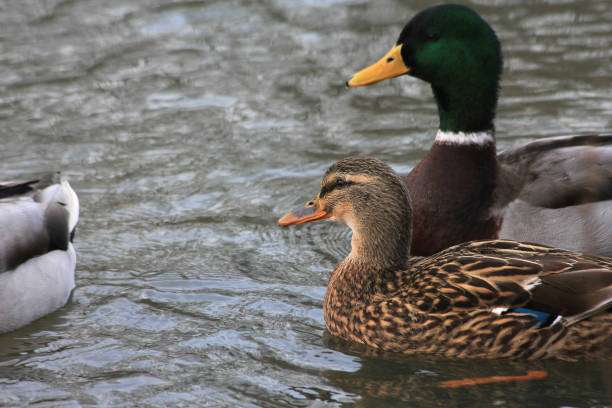 istock Mallard ducks enjoying life 2202778500
