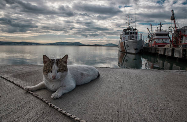 istock A cat on the beach 2202780016