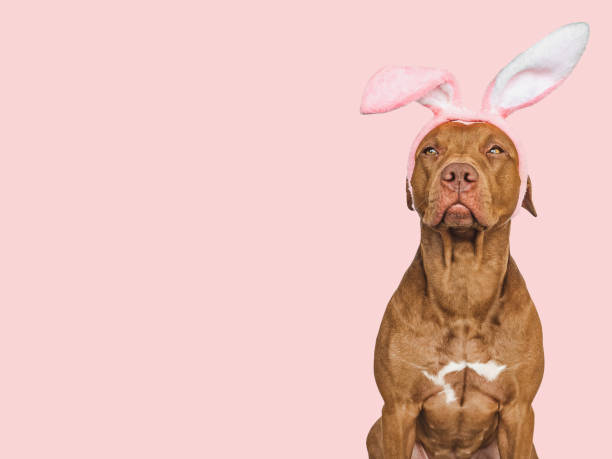 istock Lovable, pretty puppy and bunny ears. Close-up 2202782076
