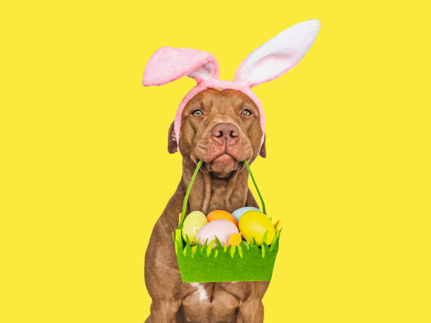 istock Lovable, pretty puppy and a basket of Easter eggs 2202782108