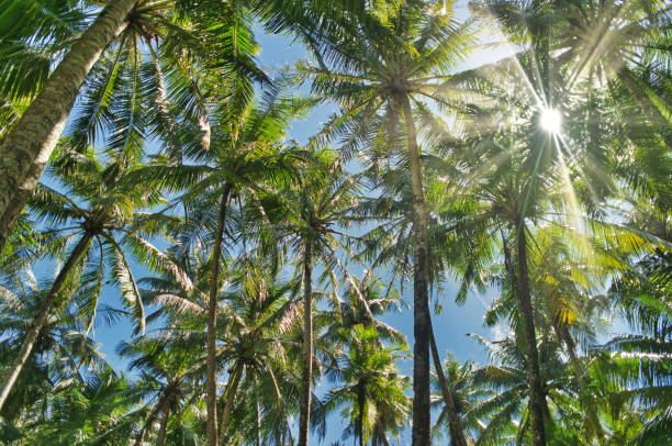 istock Looking up at a canopy of palm trees 2202783036