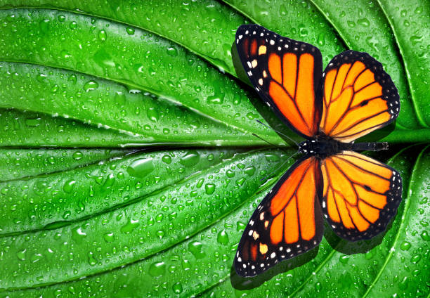 istock colorful monarch butterfly on green leaf in water drops 2202783274
