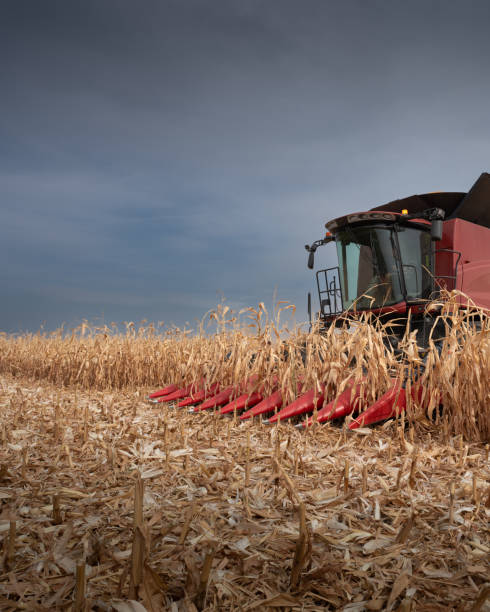 istock Combine harvester in evening action 2202783299