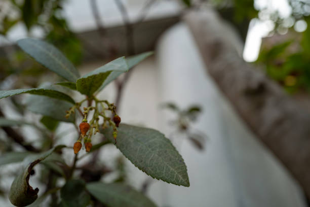 Spring garden tree, close-up of strawberry tree berries