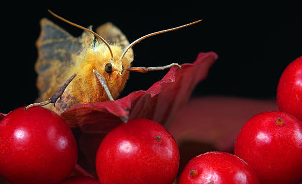 istock fluffy moth close-up. yellow moth on viburnum 2202785403