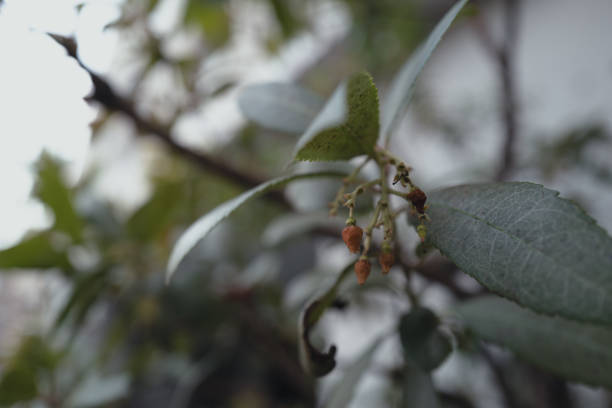 Spring garden tree, close-up of strawberry tree berries