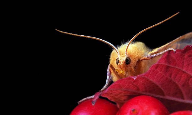 fluffy moth close-up. yellow moth on viburnum