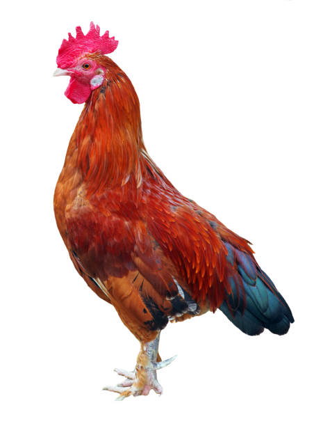 istock rooster isolated on white. colorful red-brown rooster 2202787315