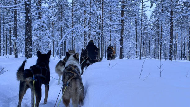 istock Dog sledding tour 2202787450